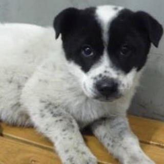 里親様に迎えられました。子犬♀323