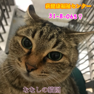 再募集　可愛いキジちゃん 　065