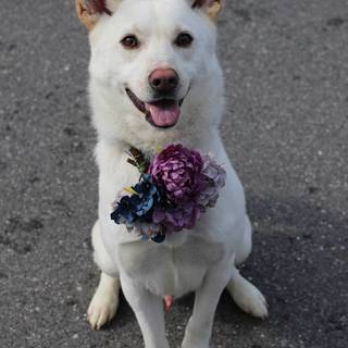 人が大好きな美男子サスケ君！