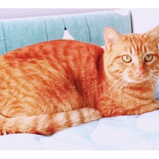 【1/25譲渡会】ちゃいろくん♪