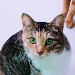 【1/25譲渡会】にゃ～ちゃん♪