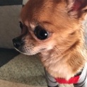 小さな元気チワワさん