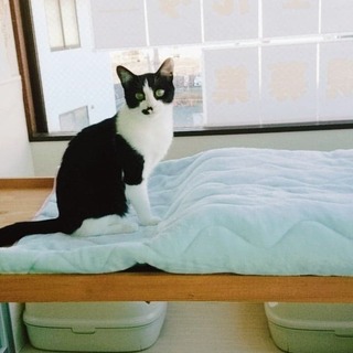 【1/25譲渡会】くるとんちゃん♪