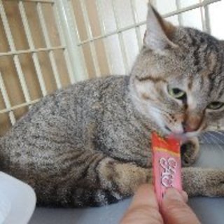 【2/21最終期限】人馴れ練習中の負傷猫。