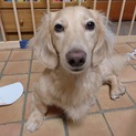M.ダックス 成犬 ♂