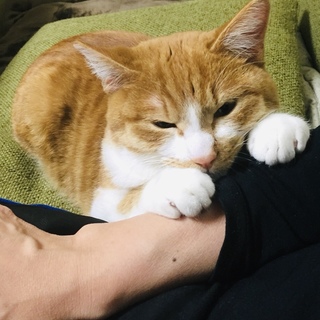 甘々すりすりべったり猫さん!!