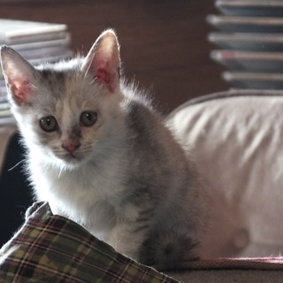 生後3か月 パステルカラーの三毛子猫 人懐こい