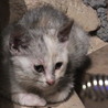 生後3か月 パステルカラーの三毛子猫 人懐こい サムネイル6