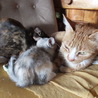生後3か月 パステルカラーの三毛子猫 人懐こい サムネイル7