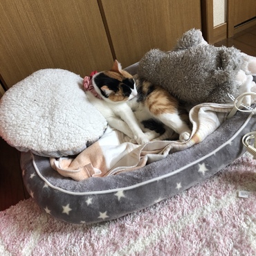 買ったけど使ってくれなくて、でもきくりちゃんが！