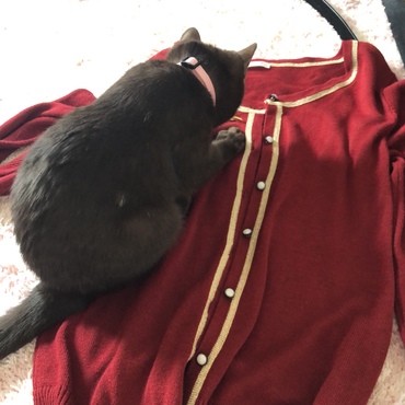 よしのも見に来た