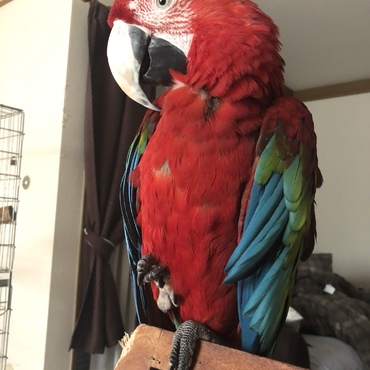 すごくリラックスすると片足あげるの