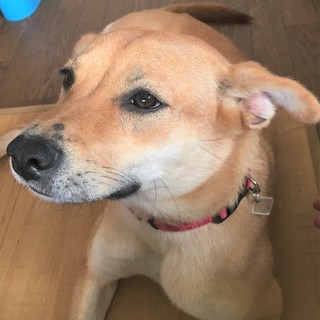 まだ幼さが残る優しい「よつば」