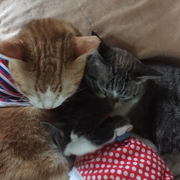 イシちゃんの写真