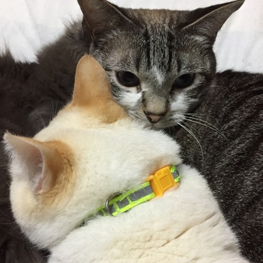 イシちゃんの写真