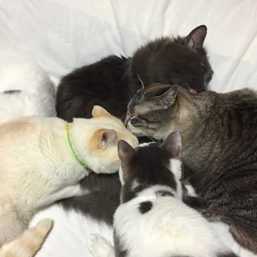 イシちゃんの写真