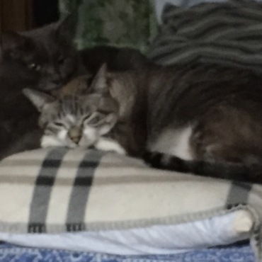 体はデカくてもノミの心臓なんだよねぇ・・・