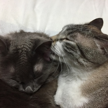 イシちゃんの写真