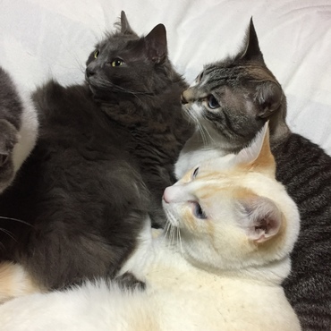 イシちゃんの写真