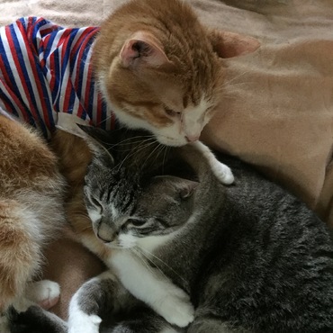 イシちゃんの写真