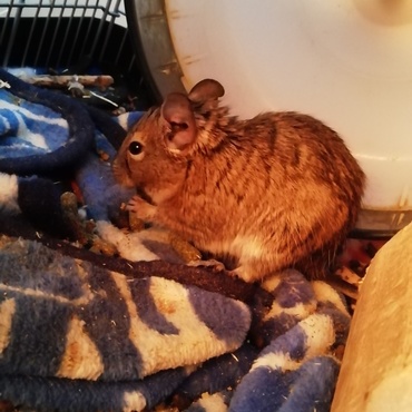 里親さんから引き取った男の子のスカイ♪