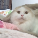 スコティッシュフォールドちゃんの里親探しています！