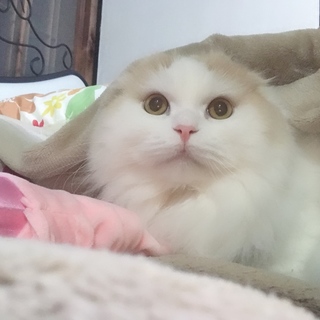 スコティッシュフォールドちゃんの里親探しています！