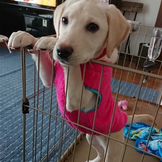 応募ありがとうございました。 