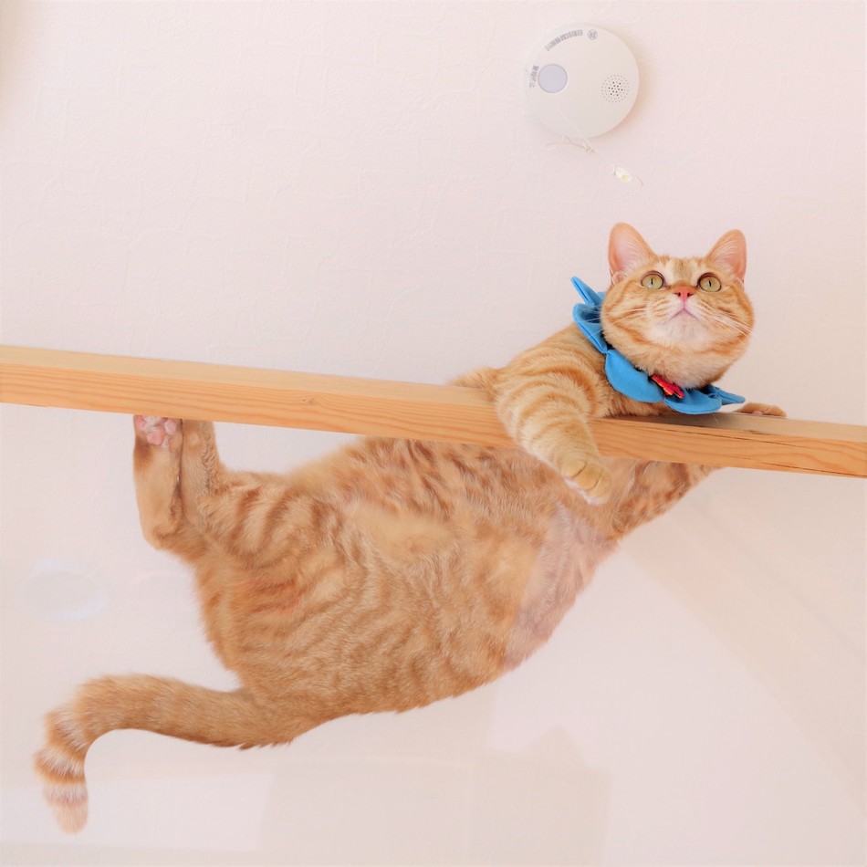 チャッピーのカバー写真