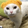 の写真