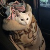 病院までドライブ