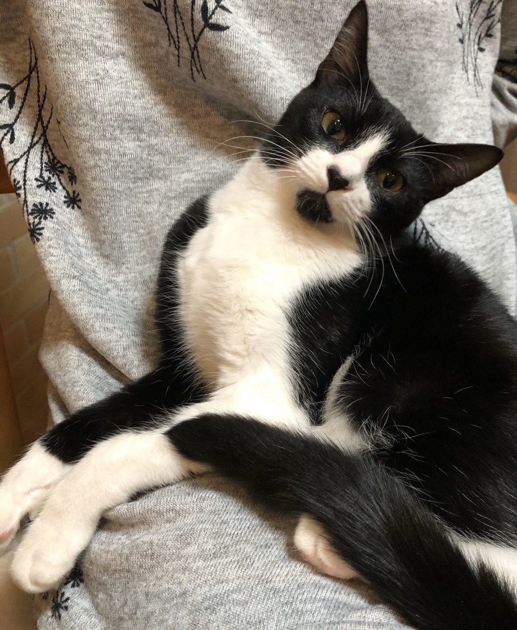 平塚の動物病院アリアスペ キャットセカンドライフ 赤い毛糸 のイベント 9352 ペットのおうち 月間利用者150万人