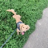 こむすびまん