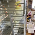 オカメインコをお譲りします。
