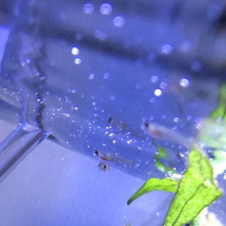 元気なエンドラーズ（グッピーと同属）の稚魚です！