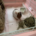 可愛がってあげてください。
