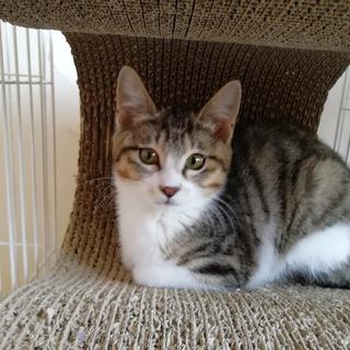 おっとり優しいキジ白ちゃん、3か月