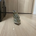 里親募集です！