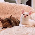 白ちゃんとサビちゃん♪