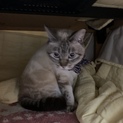 目が青い縞模様の入ったねこちゃん