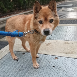 【助けてください】小柄でシャイな女の子