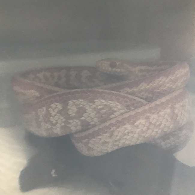 朧宵のカバー写真