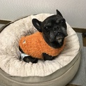 順にお返事中のため停止だっこ好きのフレンチ