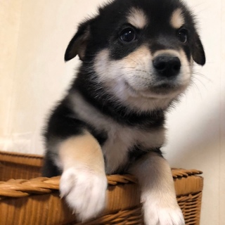 何事にもチャレンジできる　ごん太くん