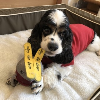 いつも尻尾をフリフリ、むぅくん