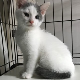 過酷な現場で生まれた天使　★レイくん★