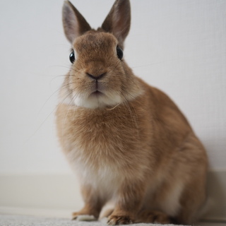 里親決まりました！