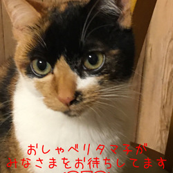 犬猫譲渡会&マルシェ サムネイル3