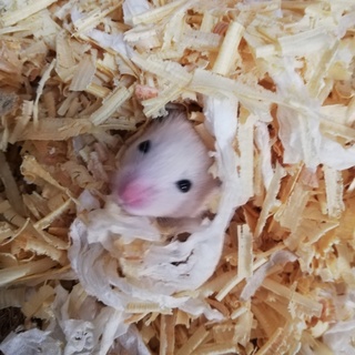 キンクマハムスター里親募集!!