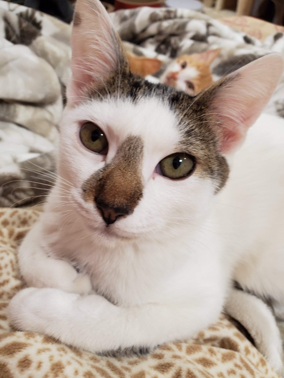 7月生まれの子猫 コアラ」千葉県 - 猫の里親募集(297979